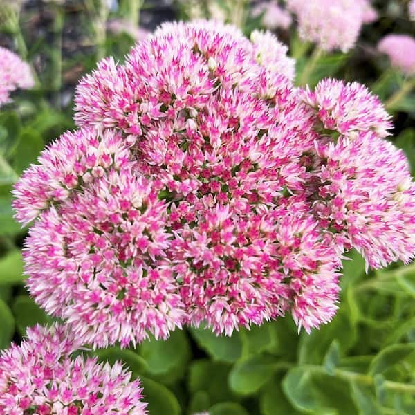 DIRECT GARDENING Autumn Joy Pink Flowering Sedum Dormant Bare Root Perennial Starter Plant Root (1-Pack)