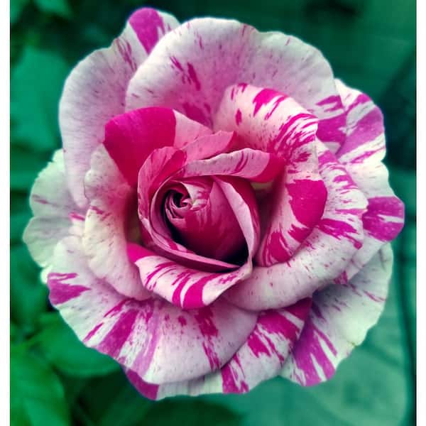 Spring Hill Nurseries Fly So High Climbing Rose Dormant Bare Root Shrub (1-Pack)