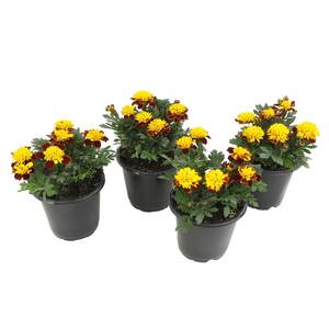 French Red Marigold Flowers Garden Annual Outdoor Plants in 4 in. Grower Pots (4-Pack )