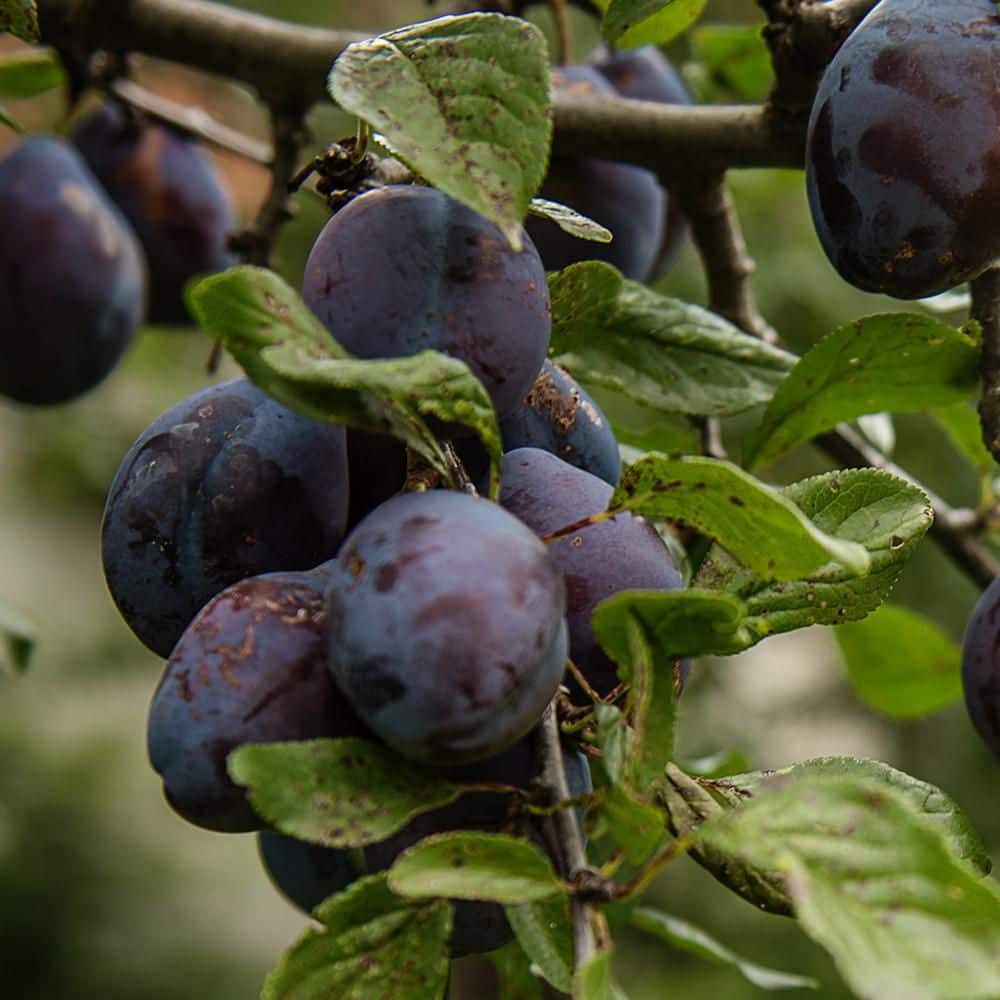 5 Gal. Black Ruby Plum Tree
