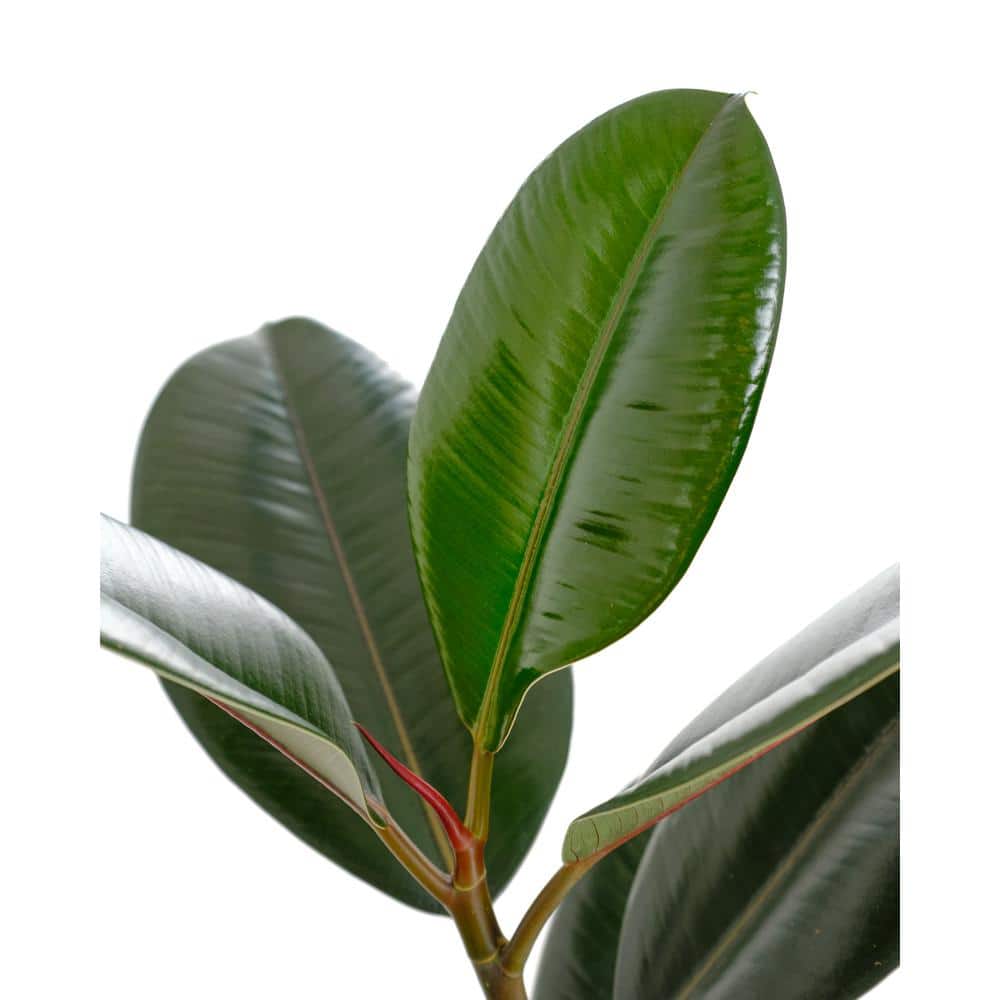Large Burgundy Ficus Rubber Tree in Brown Grower Pot