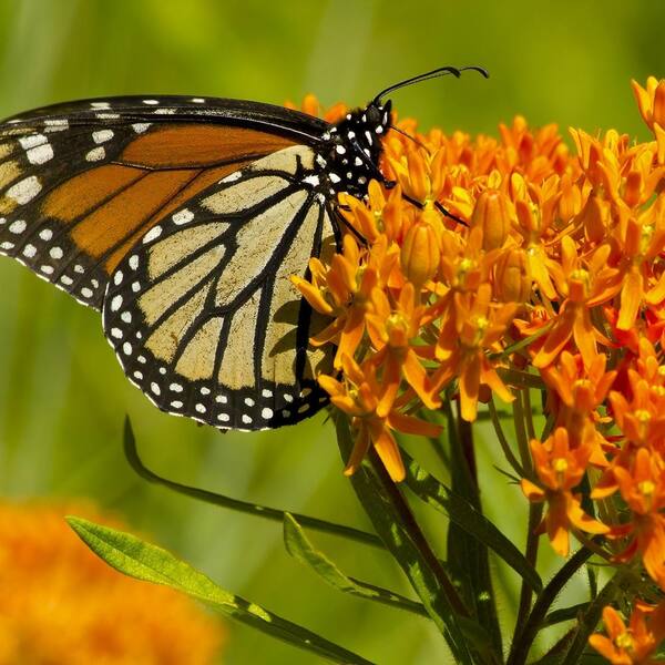 national PLANT NETWORK Bareroot Asclepias Butterfly Bush Plants (4-Piece)  HD1448 - The Home Depot