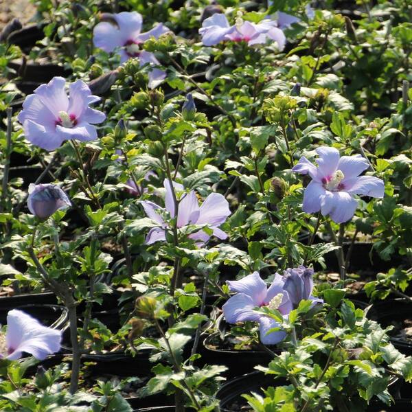 Rose Of Sharon Plant Blue Bird Hibiscus Starter Plant | Rose Of Sharon  Shrub | Violet-Blue Flowers Roselle Hibiscus Plant
