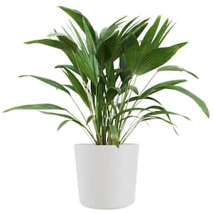 Chinese Fan Palm Live Indoor Outdoor Plant in 10 inch Premium Sustainable Ecopots Pure White Pot