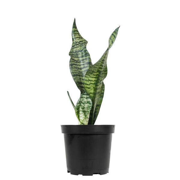 Perfect Plants Snake Plant 'Zeylanica' in 4 in. Grower's Pot, Low Maintenance Indoor Plant