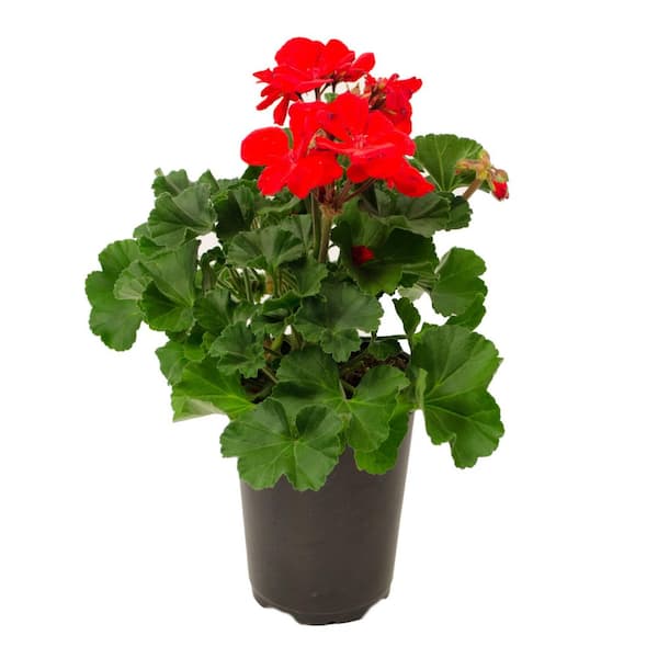 SMART PLANET 1 QT. Red Zonal Geranium Plant