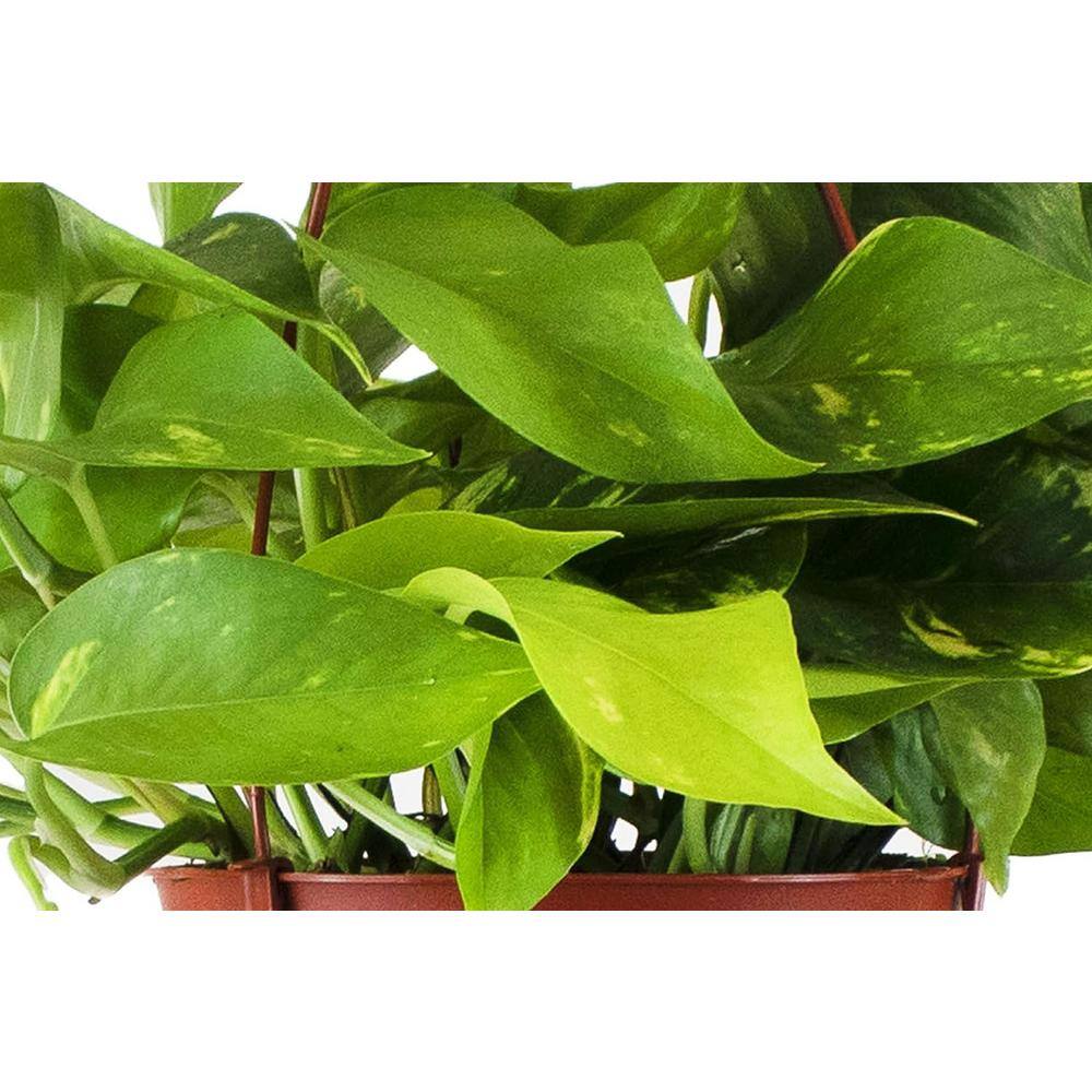 Large Green Pothos Hanging Plant in Brown Grower Pot