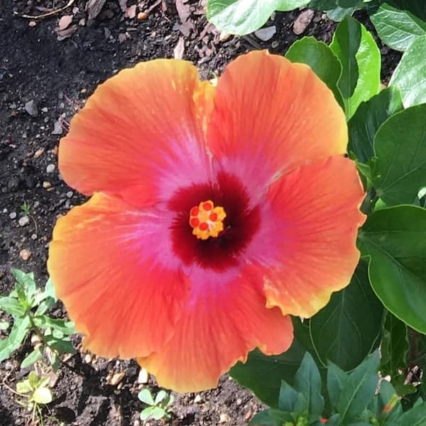 3 Gal. Fiesta Hibiscus Flowering Shrub with Large Orange Flowers