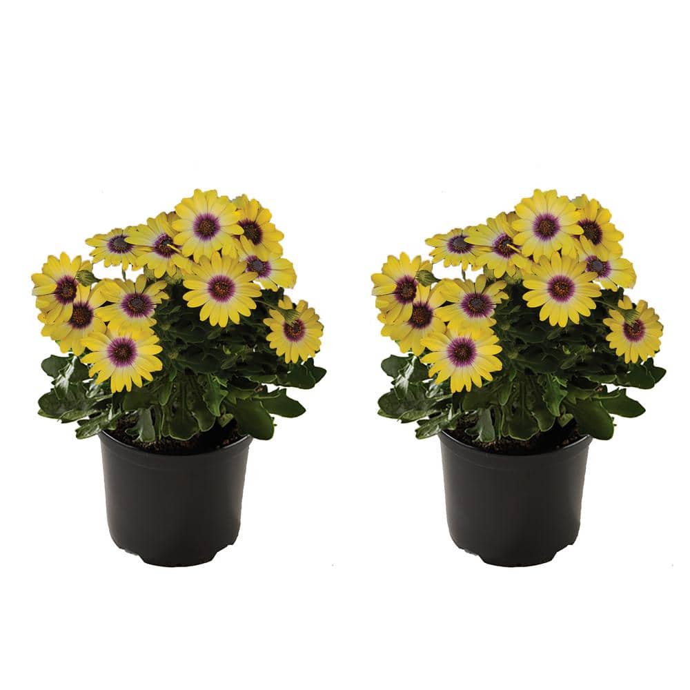 Vigoro Annual Osteospermum Blue Eyed Beauty 1.0 QT (2-Pack)