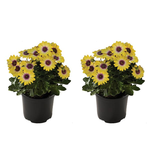 Unbranded Vigoro Annual Osteospermum Blue Eyed Beauty 1.0 QT (2-Pack)