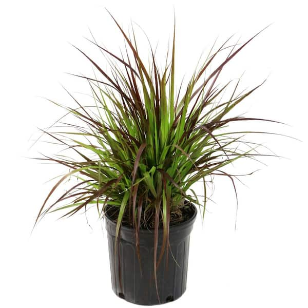 Purple fountain grass hot sale toxic to dogs