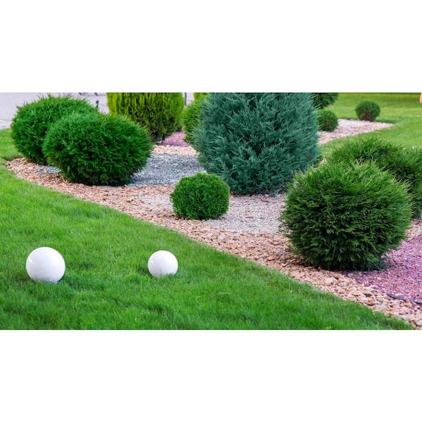 3 Gal. Lyonsville Arborvitae (Thuja occidentalis) Live Evergreen Shrub