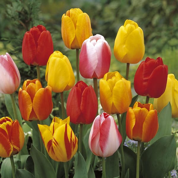 Vigoro 12/+ cm, Tequila Sunrise Mix Darwin Hybrid Tulip Bulbs (Bag of 100)