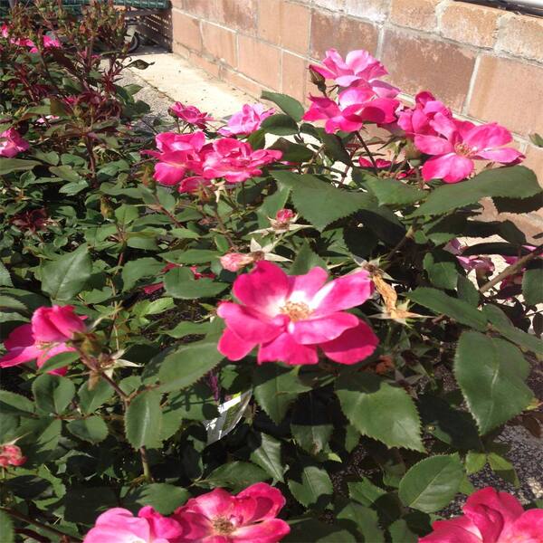 OnlinePlantCenter 3 Gal. Pink Double Knock Out Rose Shrub