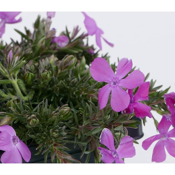 Unbranded - 1.0 Qt. Perennial Phlox Subulata McDaniels Cushion (4-Pack)