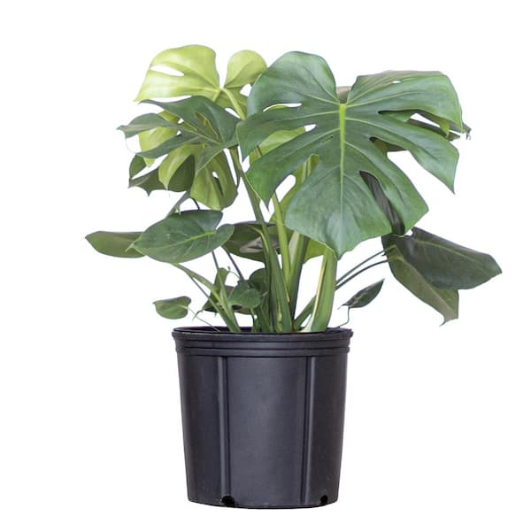 United Nursery Monstera Deliciosa Split-Leaf Philodendron Live Swiss Cheese Plant in 9.25 inch Grower Pot