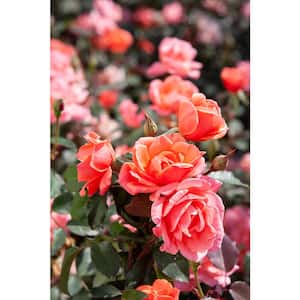 3 Gal. Coral Knock Out Rose Bush with Brick Orange to Pink Flowers