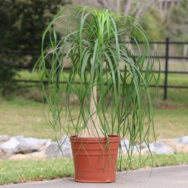 5.5 in. Cottage Hill Ponytail Palm Plant in Pot