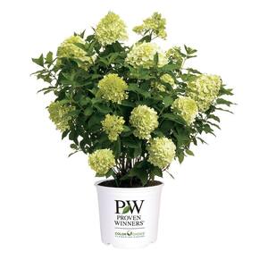 2 Gal. Limelight Prime Hydrangea Shrub with Green to Pink Flowers