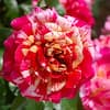 flower-bulbs-hd7665-c3.1