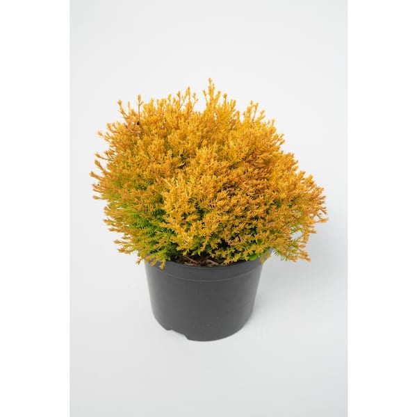 Online Orchards 1 Gal. Rheingold Arborvitae Shrub with Coral Shaped Copper Colored Foliage