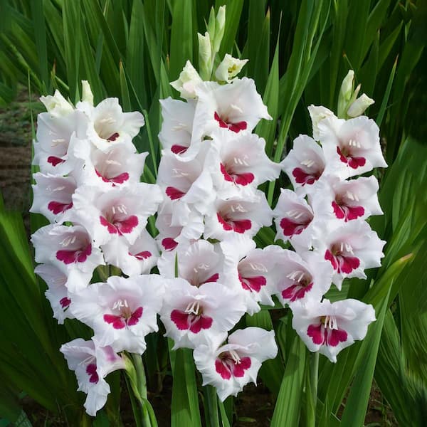 Garden State Bulb 12 cm/14 cm, Fiorentina Gladiolus Flower Bulbs (Bag of 30)