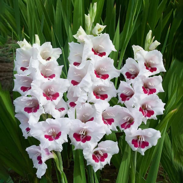 Garden State Bulb 12 cm/14 cm, Fiorentina Gladiolus Flower Bulbs (Bag of 60)