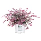 2 Gal. Variegated Jazz Hands Loropetalum Shrub with Pink and White Variegated Foliage