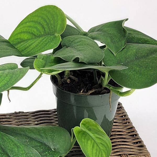 national PLANT NETWORK 6 in. Pothos Jade Satin Plant in Grower Container  HD2432 - The Home Depot