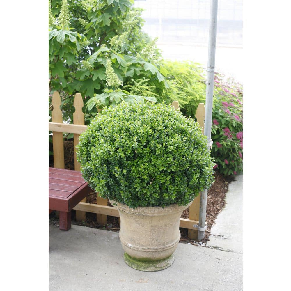 proven-winners-shrubs-bushes-