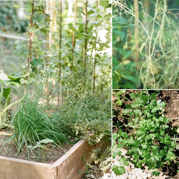 Sereniseed Sereniseed Certified Organic Herb Seeds (10-Pack