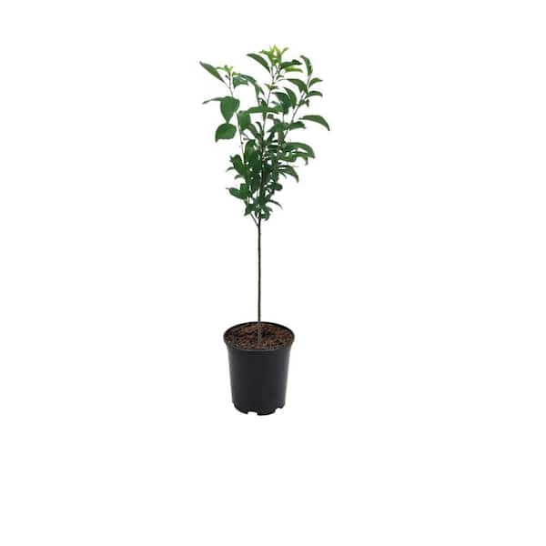 Unbranded 7 gal. Burbank  Plum   Fruit Tree