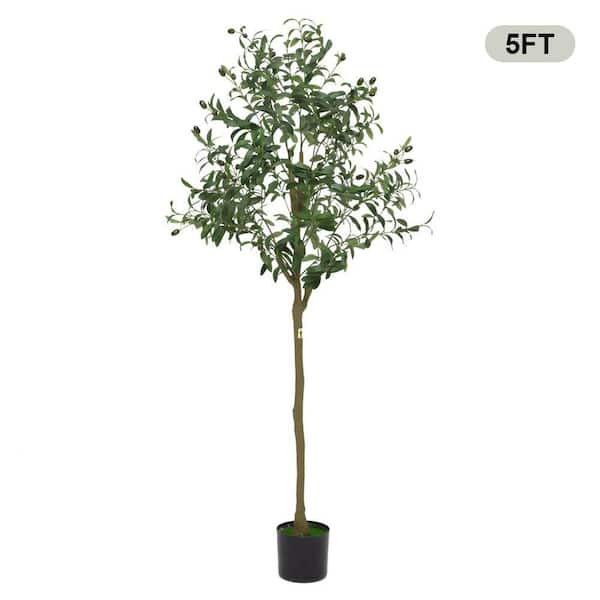 Olive Tree Home Depotnull