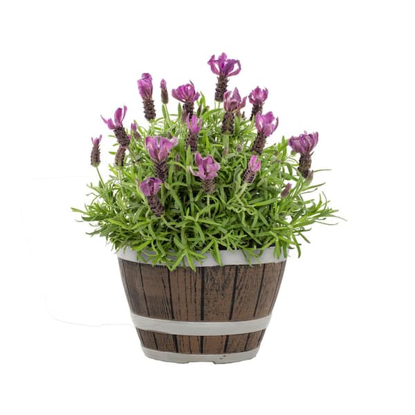 METROLINA GREENHOUSES 1 Gal. Lavender 'Primavera' in Decorative Planter Purple Perennial Plant (1-Pack)