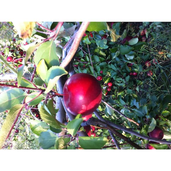 Buy affordable McIntosh Apple trees at our online nursery - Arbor