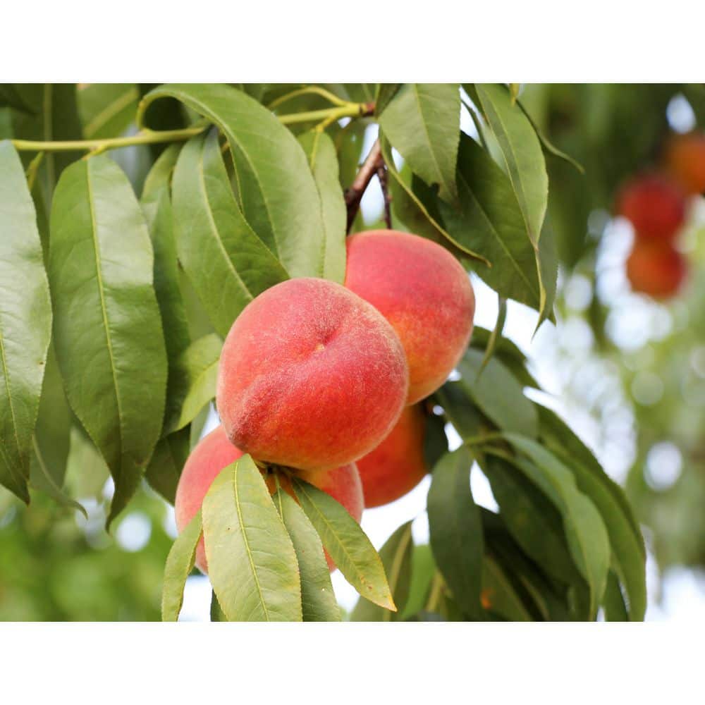 Online Orchards Semi Dwarf Vivid Peach Tree - 3 ft. FTPE011