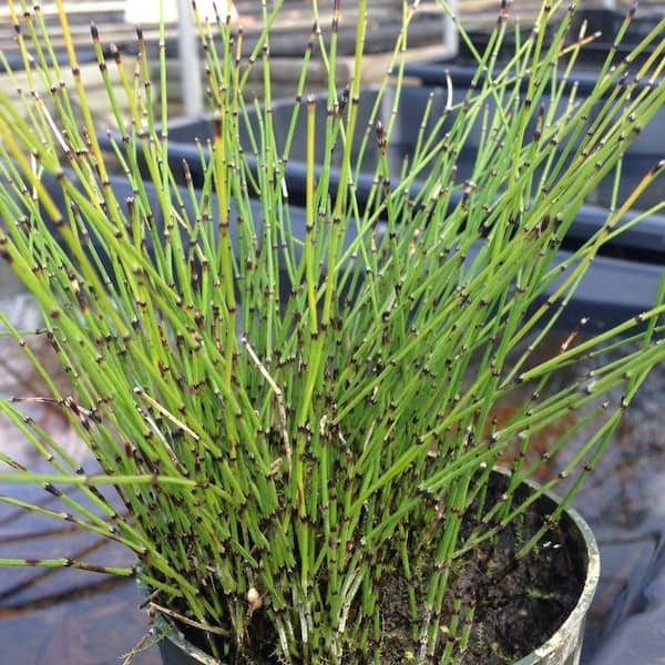 GIVHANDYS INC 4 in. Potted Bog/Marginal Dwarf Horsetail Reed Pond Plant
