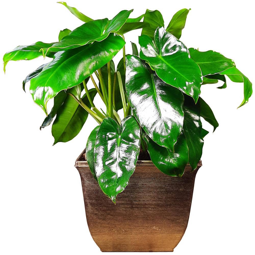 pothos hawaii Giant Hawaiian Pothos  Green Plants Boutique