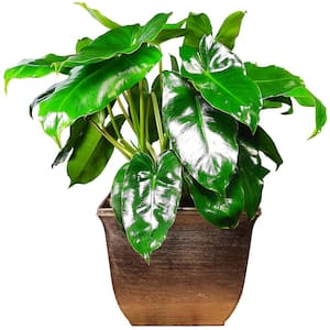 Philodendron Burle Marx Plant in 8 in. Decorative Resin Pot
