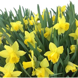 50 Dutch Master Daffodil Narcissus Bulbs