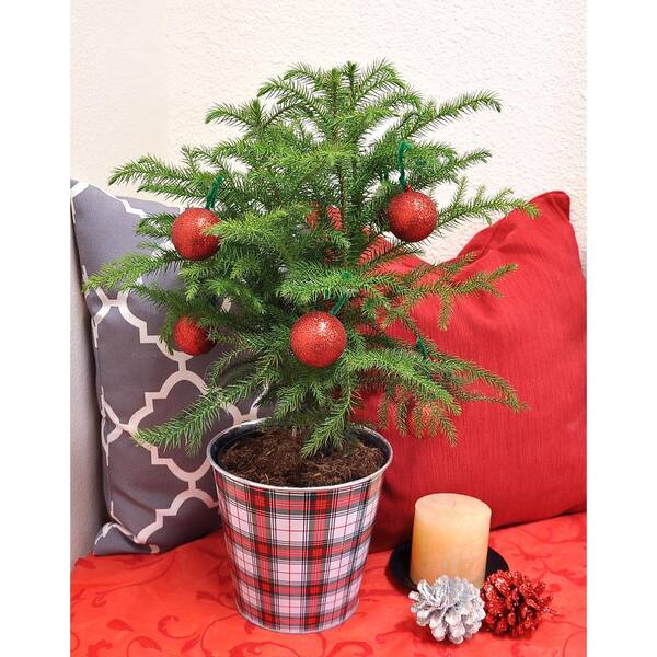 Costa Farms Fresh Norfolk Island Pine In 6 In Grower Pot With Decor Planter And Decorations Co Ar06 3 Niptin The Home Depot