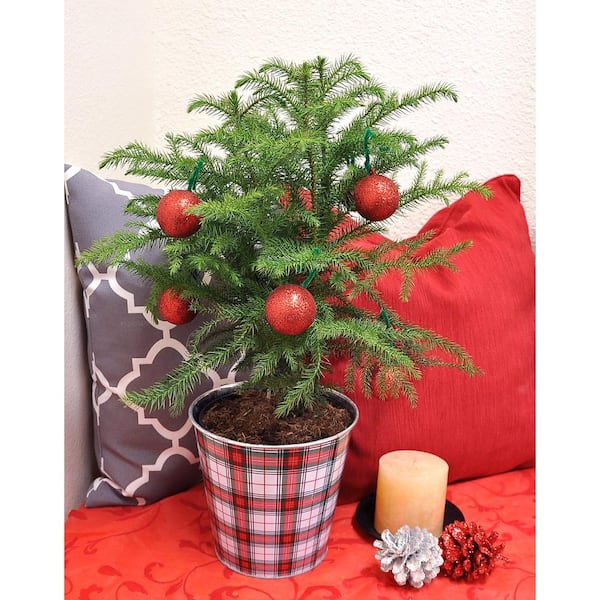 Costa Farms Fresh Norfolk Island Pine In 6 In Grower Pot 18 In To In Tall With Decor Planter And Decorations Co Ar06 3 Niptin