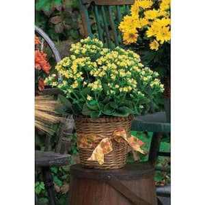 2.5 Qt. Kalanchoe Plant Yellow Flowers in 6.33 In. Grower's Pot (2-Plants)