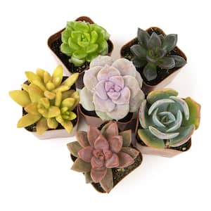 5 Gal. Green Live Succulents Plants Live Houseplants with Nursery Pots (6-Pack)