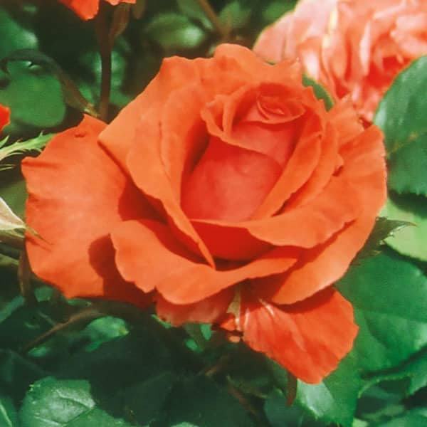 Spring Hill Nurseries Fragrant Cloud Hybrid Tea Rose Dormant Bare Root Shrub (1-Pack)