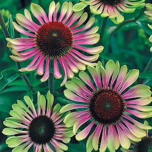 3 in. Pot Green Twister Coneflower (Echinacea), Green Flowers Live Potted Perennial Plant (1-Pack)