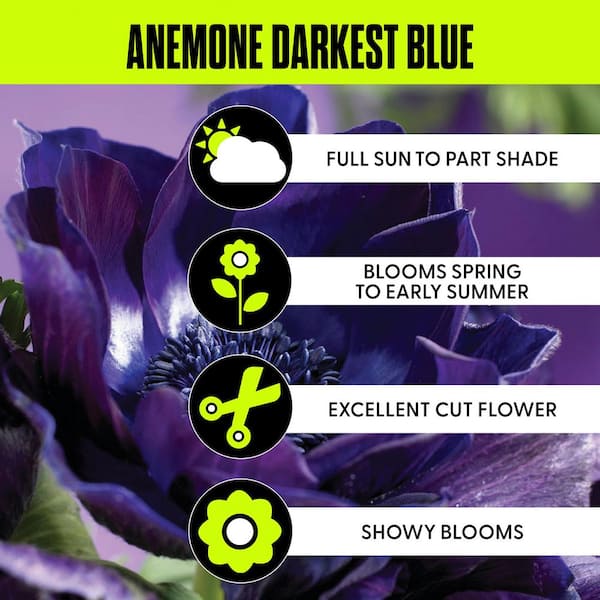 VAN ZYVERDEN Wind Flowers Anemones Darkest Blue Bulbs (Set of 25
