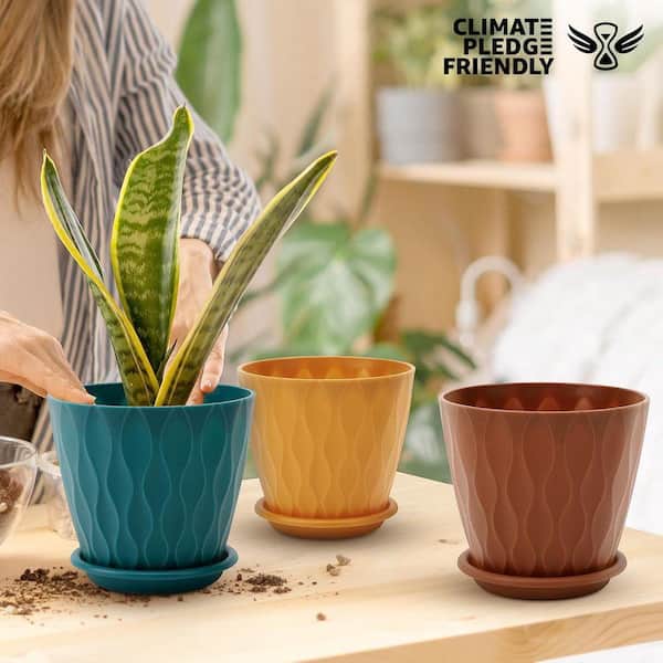 dracaena massangeana plant Buy Dracaena Mass Cane Plants Online