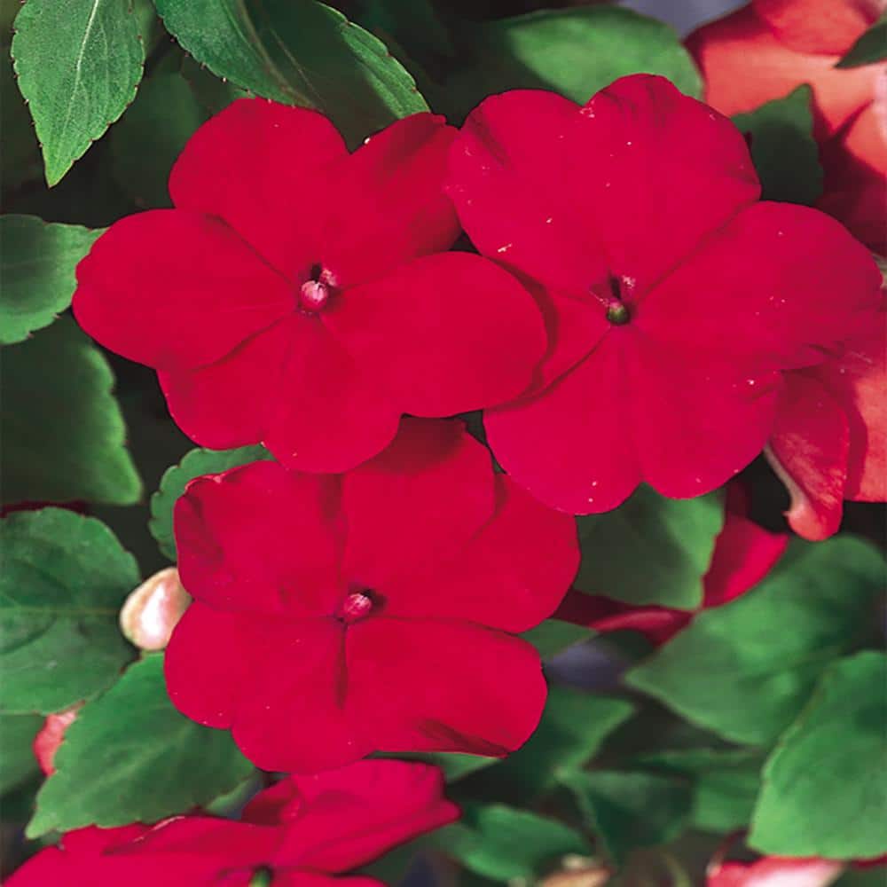 10.75 in. Red Impatiens Hanging Basket 3465 The Home Depot