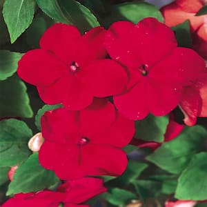 10 in. Red Impatiens Plant (12-Pack)